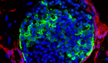 [Translate to German:] © Sander lab